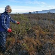 OC_SNH_MC at Flanders Moss scrub management for bog restoration.jpg