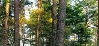 SII_00222_V1_OTH_Forest_Dunkeld_LR_1.jpg.axd.jpeg