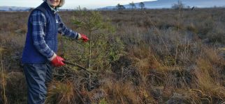OC_SNH_MC at Flanders Moss scrub management for bog restoration.jpg